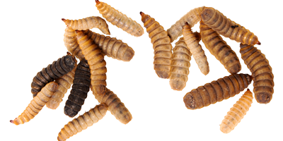 Transformation d&rsquo;insectes en poudre prot&eacute;ique
