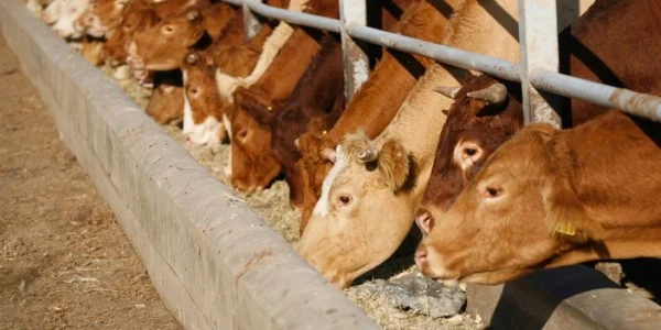 Aliments pour animaux