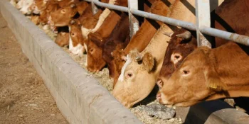 Aliments pour animaux