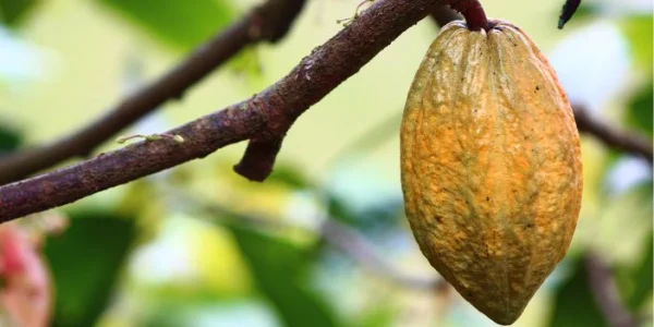 Cacao