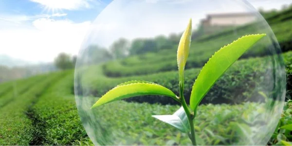 Équipements pour le traitement des produits phytosanitaires