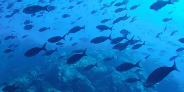 Sécheur d'aliments pour poissons