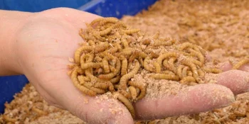 Équipement de traitement des insectes