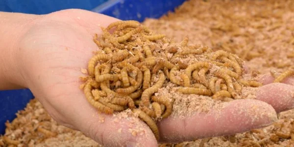 Équipement de traitement des insectes