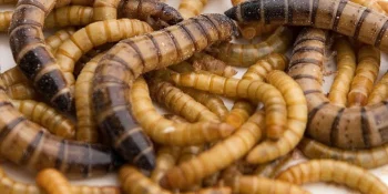 Solutions Hosokawa pour la transformation des insectes
