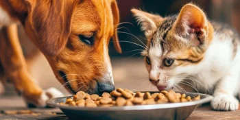 Équipement de traitement des aliments pour animaux de compagnie