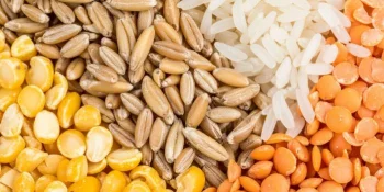 Recherche sur les protéines végétales pour un traitement des poudres plus durable